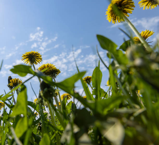 istock yellow spring dandelions blooming in the field 1880028440