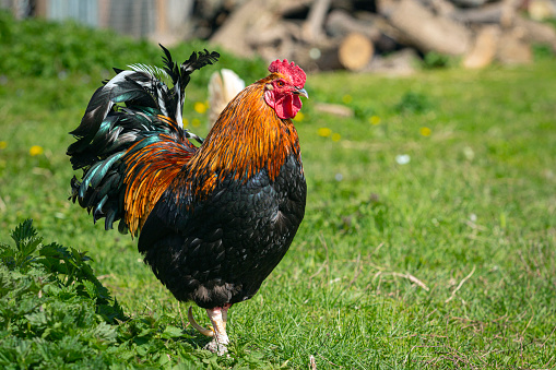 The chicken (Gallus domesticus) is a domesticated bird, with attributes of wild species such as the red and grey junglefowl[1] that are originally from Southeastern Asia.