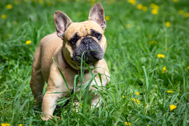 istock A French bulldog eats grass in a green meadow 1880053630