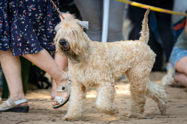 istock Irish Soft Coated Wheaten Terrier at a dog show 1880064373