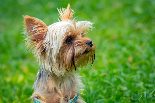 The Yorkshire Terrier  is one of the smallest dog breeds of the terrier type and indeed of any dog breed. The breed developed during the 19th century in Yorkshire, England.