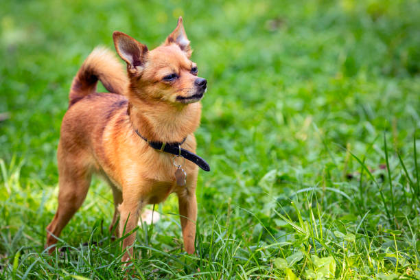 明るい色のチワワ犬が公園でポーズをとっています。ミニチュアふわふわポケット純血種の犬..