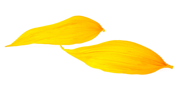 Two yellow petals of sunflower isolated on a white background. Fresh sunflower petals.