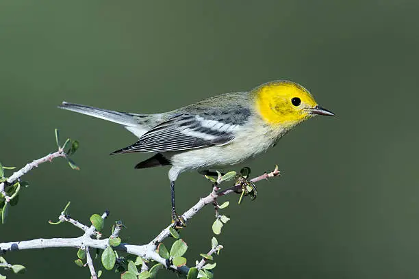 Female Hermit Warbler (Setophaga occidentalis) in a desert bush in southeastern Arizona during fall migration.  The Hermit Warbler breeds in coniferous forests in the western United States and winters in Central America.