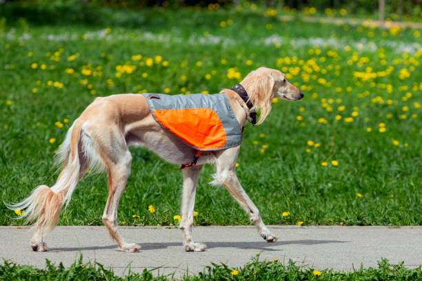 pies saluki bawi się na zielonej łące - charty zdjęcia i obrazy z banku zdjęć