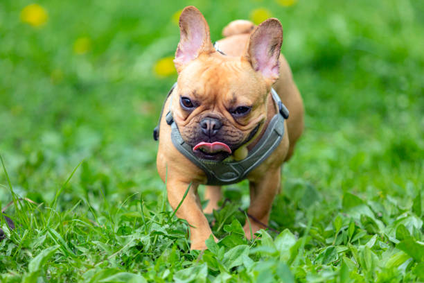 istock A French bulldog is playing on the grass. 1880076117