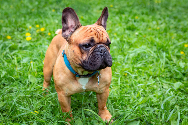 istock A French bulldog is playing on the grass. 1880077652