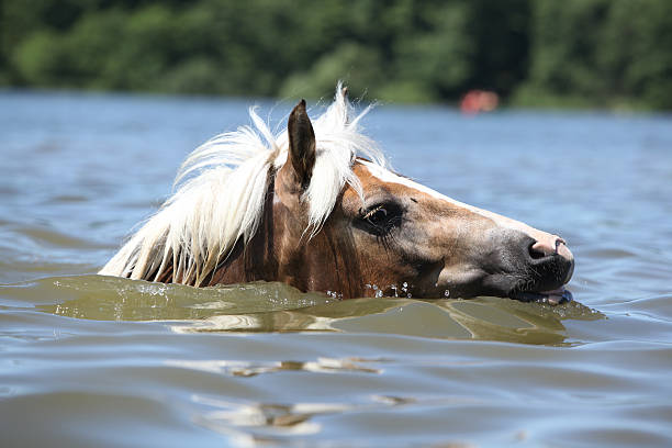 istock Blond haflinger swimming in the water 188007800