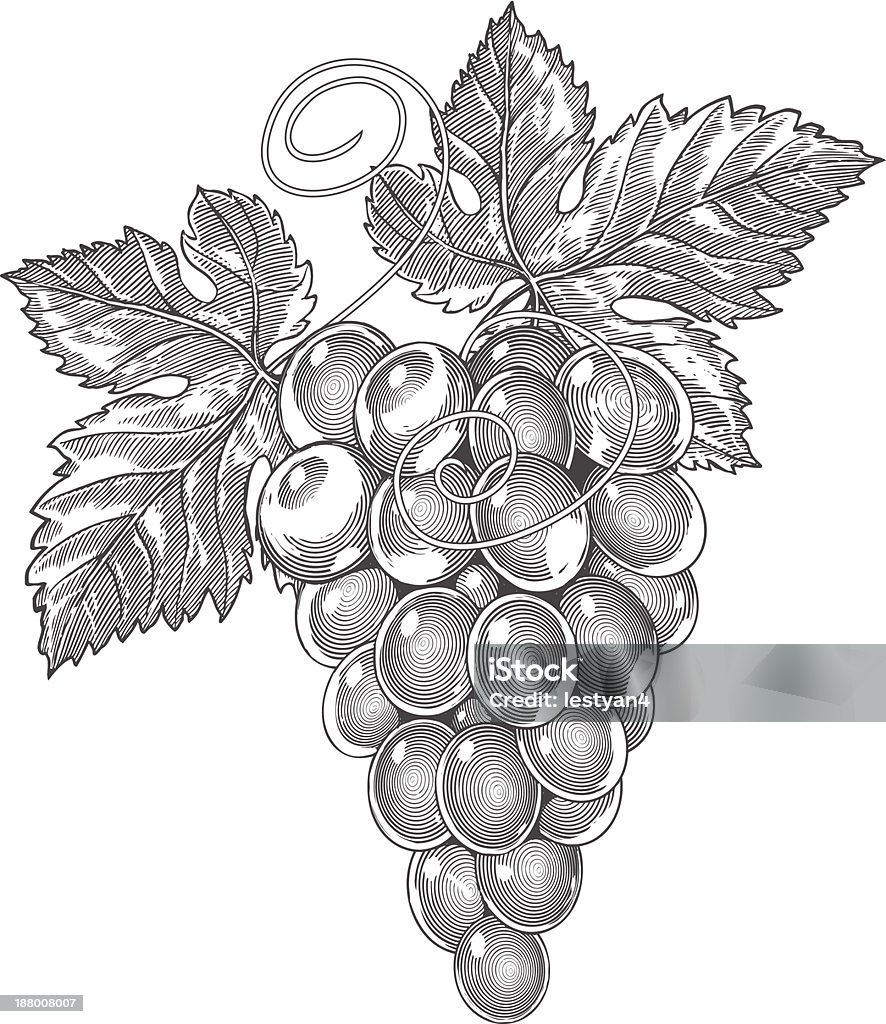 Grapes in vintage engraved style Vector illustration, isolated, grouped, transparent background Etching stock vector
