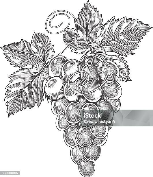 Grapes In Vintage Engraved Style Stock Illustration - Download Image Now - Etching, Grape Leaf, Grape