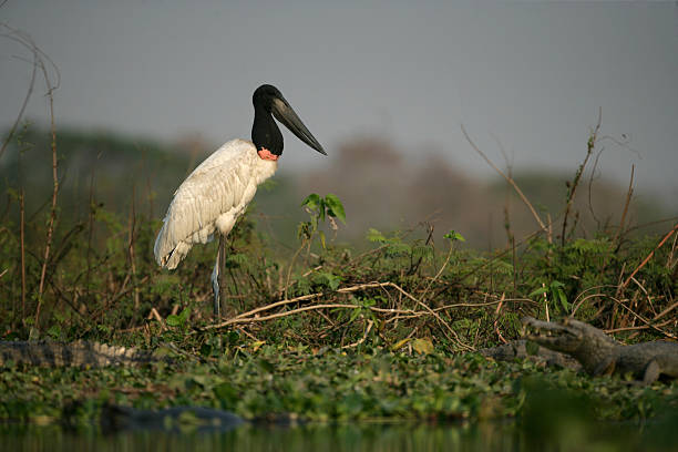 istock Jabiru, Jabirua mycteria, 188008389