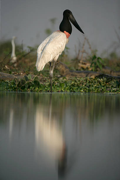 istock Jabiru, Jabirua mycteria, 188008398