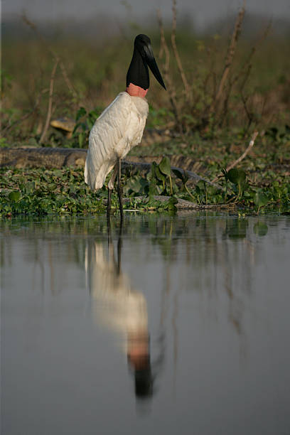 istock Jabiru, Jabirua mycteria, 188008401