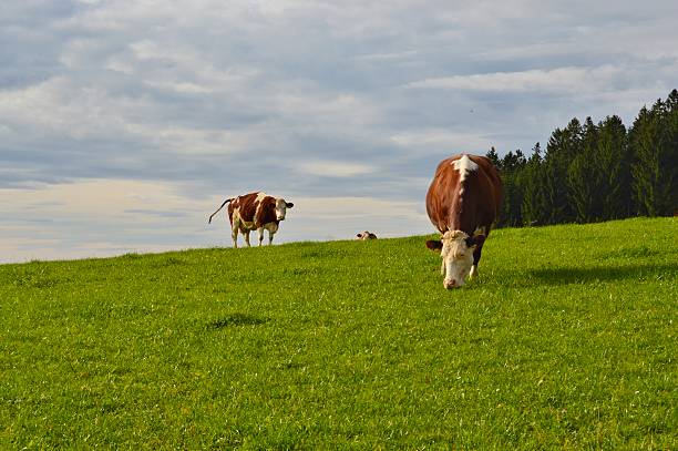 vaca - bergwiese - fotografias e filmes do acervo