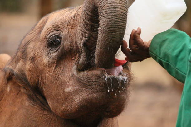 istock Rescued Elephants Nairobi 1880089316
