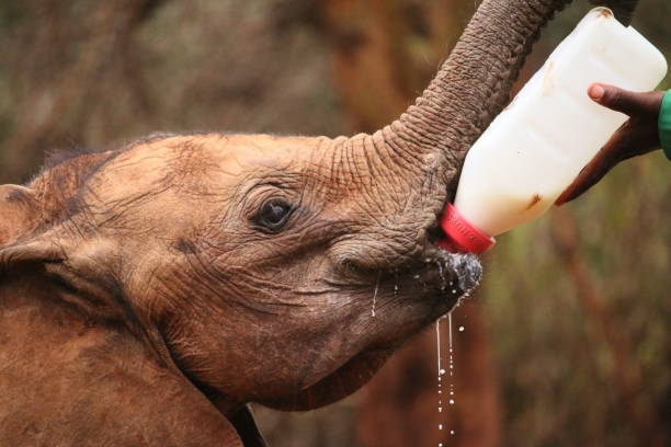 istock Rescued Elephants Nairobi 1880089820