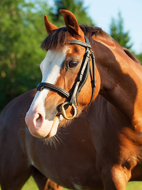 istock portrait of sorrel welsh pony 188010209