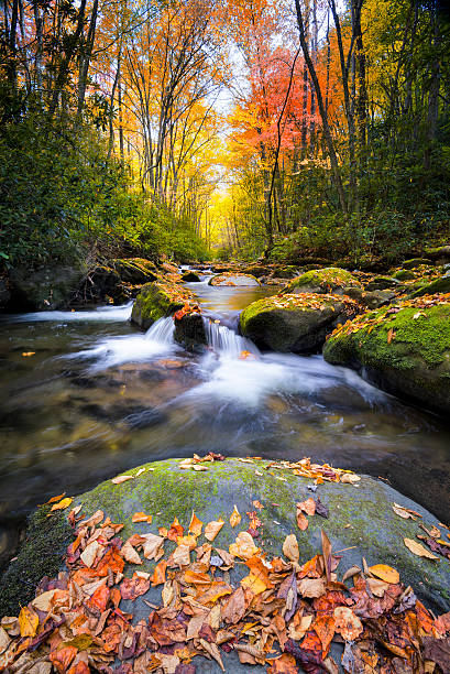 Silky Autumn Stream in the Smokies Little River off of Tremont Rd. in Great Smoky Mountain National Park with fall colors on display tremont stock pictures, royalty-free photos & images