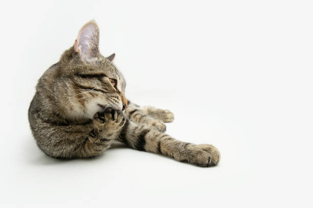 istock Funny cat loooking away grooming itself. Isolated on white background 1880103475
