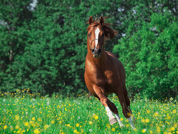 istock running chestnut horse in the meadow 188010849