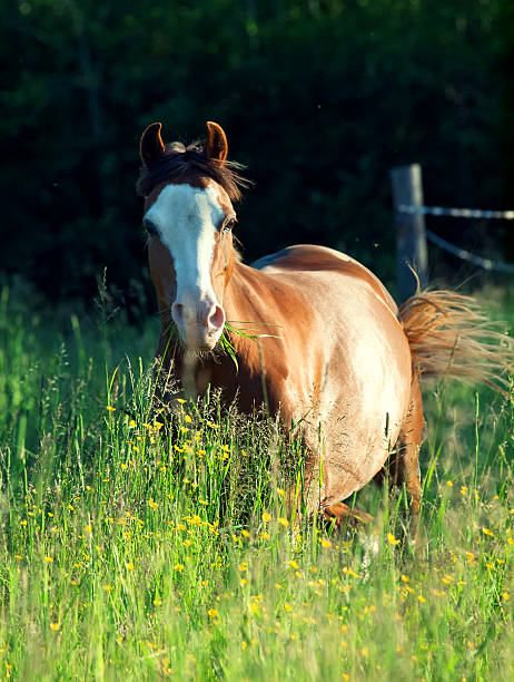 istock welsh pony  in field at the evening 188010939