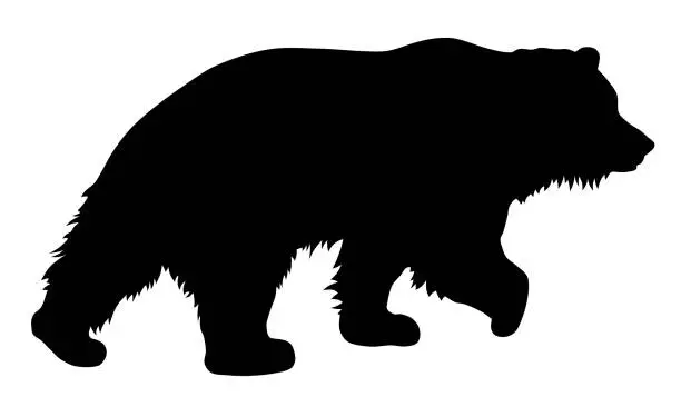 Vector illustration of Bear