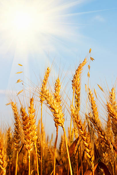 istock Wheat field and blue sky with sun 188011324