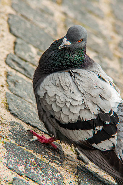 istock urban pigeon eating bread scattered with tourists 188011371