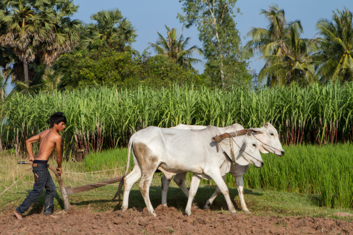 A young Asian farmer is working the field with his two cows.