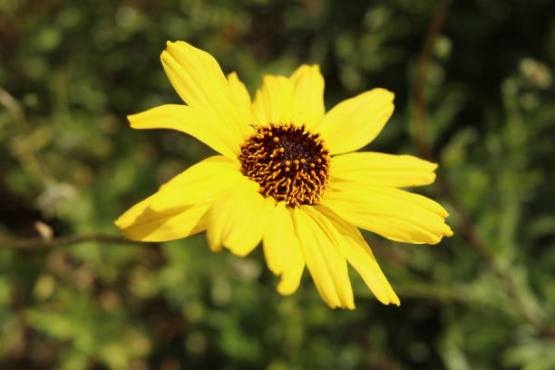 istock California Wildflowers 1880115251
