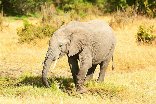 istock Elephants in Masai Mara 188011546
