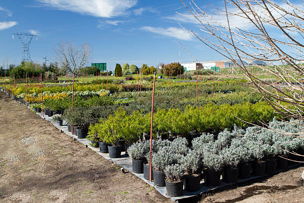 Plants growing at  greenhouse