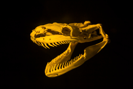 Tree Python Snake Skull Python Skull Stock Photo - Download Image Now - Snake, Animal Body Part ...