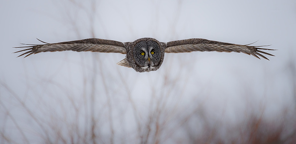 A great gray owl with its wings fully expanded gliding in the winter time