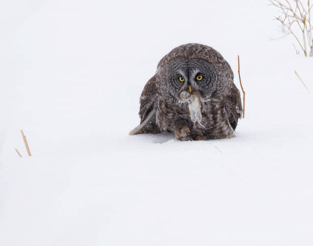 istock A great gray owl with a vole in the snow 1880130801