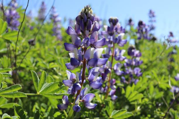 istock California Wildflowers 1880132645