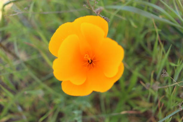 istock California Wildflowers 1880134677