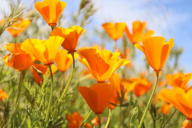 istock California Wildflowers 1880134682