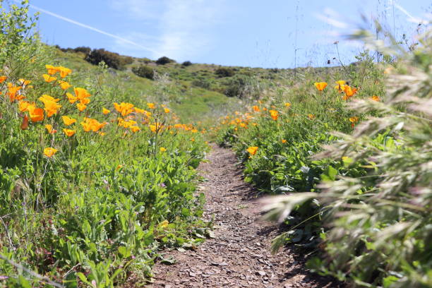 istock California Wildflowers 1880134683
