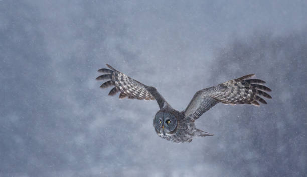 istock A great gray owl flying in a snow storm 1880139798