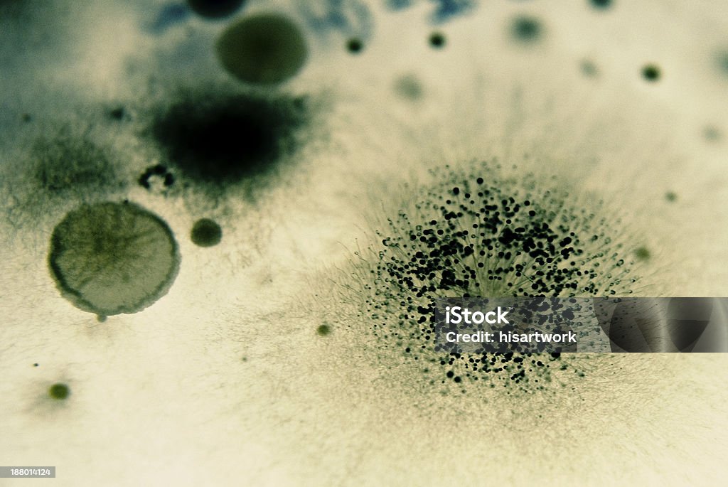 Mold spores and Bacteria Macro close up of mold spores and bacteria Antibiotic Resistant Stock Photo