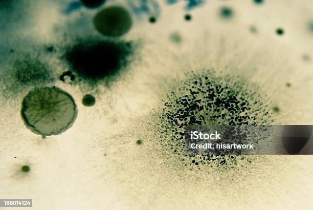 Mold Spores And Bacteria Stock Photo - Download Image Now - Antibiotic Resistant, Bacterial Mat, Bacteriophage
