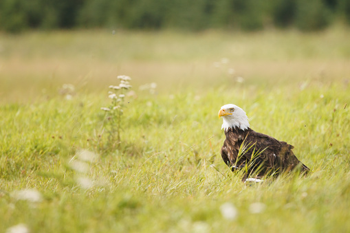 A bald eagle stands in a field