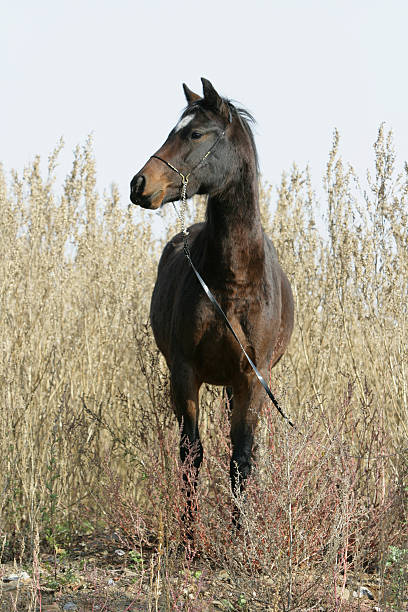 istock Portrait of welsh part-bred mare with halter 188014715