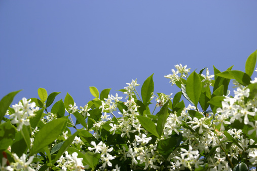 White Jasmine flowers growing, Ornamental Jasminum shrub. Photographed with upper half showing clear blue sky copy space