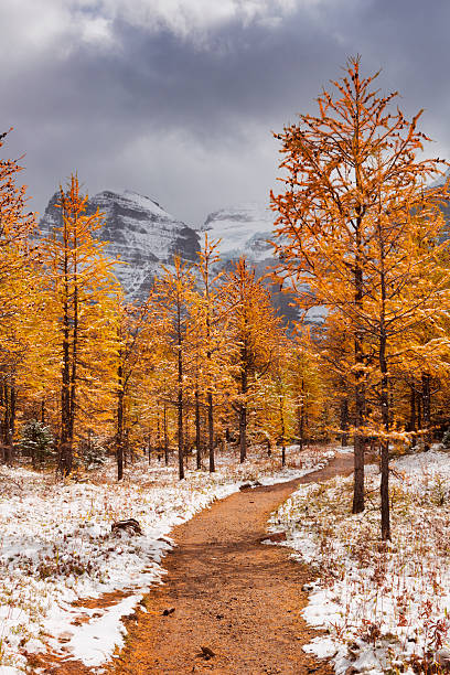 istock Larch trees in fall after first snow, Banff NP, Canada 188015126