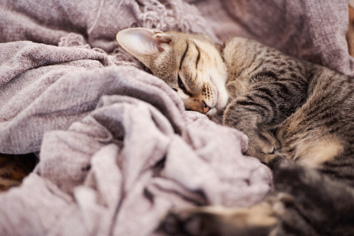 A sweet little kitten curled up in a blanket