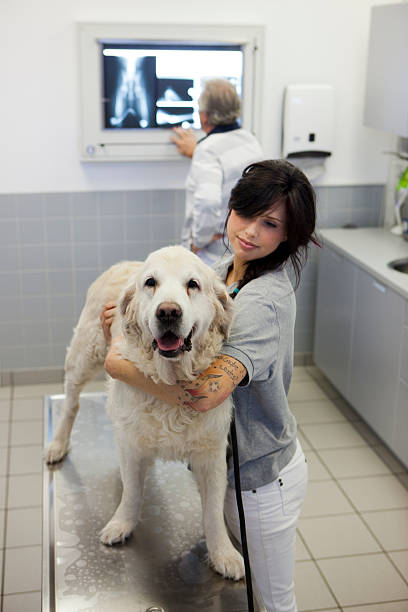 istock Veterinary Technician with a Golden Retriever 188016149