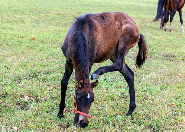 istock Young Horse Tries to Scratch its Ear with Hoof 188016225