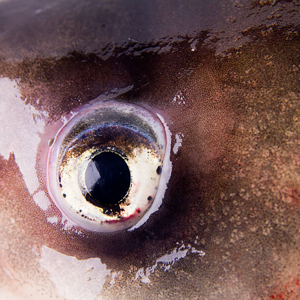 Fish eye